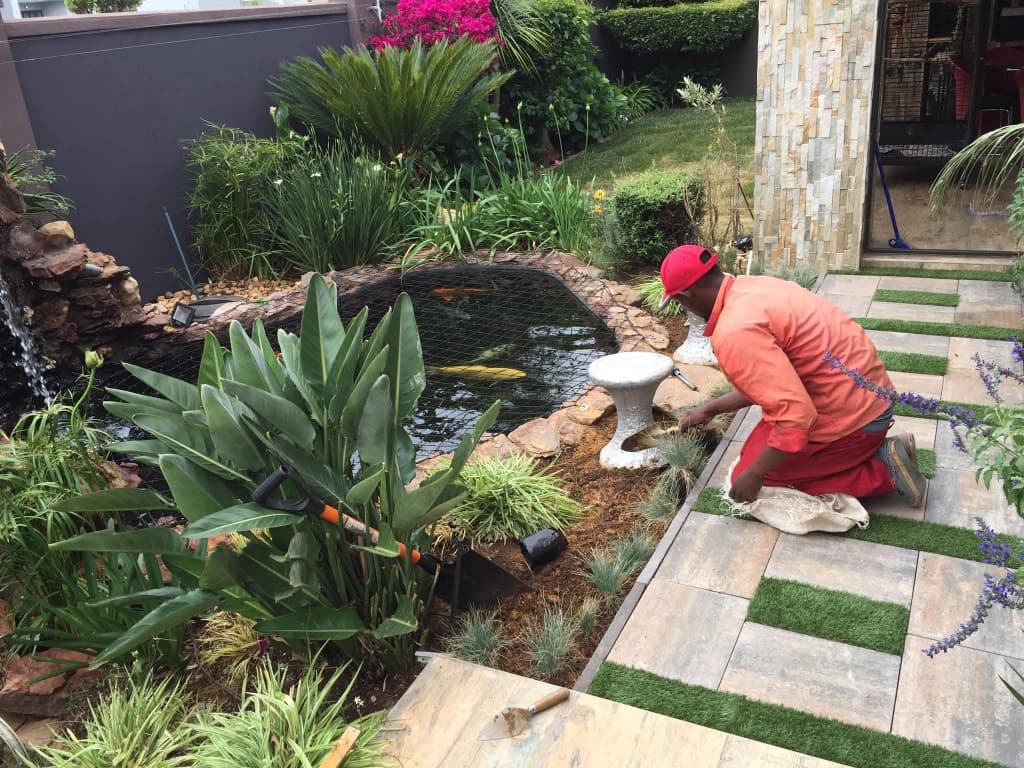 Koi pond garden with stone pathway and professional maintenance